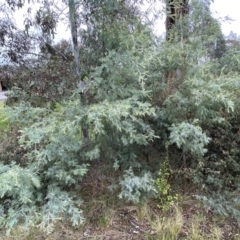 Acacia dealbata subsp. dealbata at Jerrabomberra, NSW - 22 Sep 2022