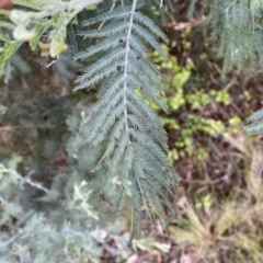 Acacia dealbata subsp. dealbata at Jerrabomberra, NSW - 22 Sep 2022