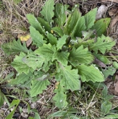 Cymbonotus sp. (preissianus or lawsonianus) at Jerrabomberra, NSW - 22 Sep 2022