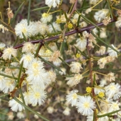 Acacia genistifolia at Jerrabomberra, NSW - 22 Sep 2022