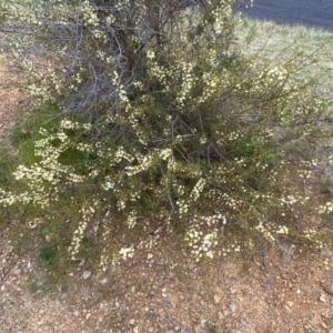 Acacia genistifolia at Jerrabomberra, NSW - 22 Sep 2022