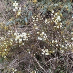 Acacia genistifolia at Jerrabomberra, NSW - 22 Sep 2022