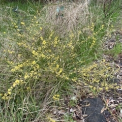 Acacia dawsonii at Jerrabomberra, NSW - 22 Sep 2022