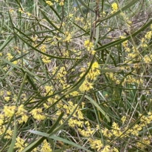 Acacia dawsonii at Jerrabomberra, NSW - 22 Sep 2022