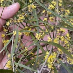 Acacia dawsonii at Jerrabomberra, NSW - 22 Sep 2022