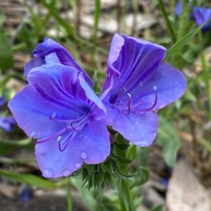 Echium plantagineum at Jerrabomberra, NSW - 22 Sep 2022