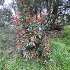 Photinia serratifolia (Chinese Photinia) at Jerrabomberra, NSW - 22 Sep 2022 by SteveBorkowskis