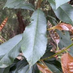 Photinia serratifolia at Jerrabomberra, NSW - 22 Sep 2022