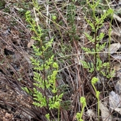 Cheilanthes sieberi subsp. sieberi (Mulga Rock Fern) at Jerrabomberra, NSW - 22 Sep 2022 by SteveBorkowskis