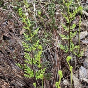 Cheilanthes sieberi subsp. sieberi at Jerrabomberra, NSW - 22 Sep 2022