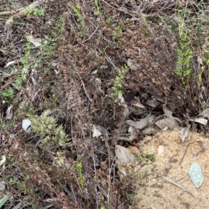 Cheilanthes sieberi subsp. sieberi at Jerrabomberra, NSW - 22 Sep 2022