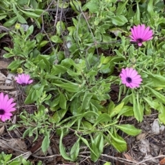 Dimorphotheca ecklonis (African Daisy) at Jerrabomberra, NSW - 22 Sep 2022 by Steve_Bok