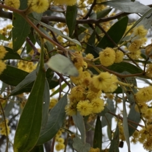 Acacia pycnantha at Jerrabomberra, NSW - 22 Sep 2022