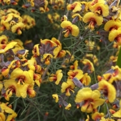 Dillwynia sp. Yetholme (P.C.Jobson 5080) NSW Herbarium at Jerrabomberra, NSW - 22 Sep 2022 by Steve_Bok