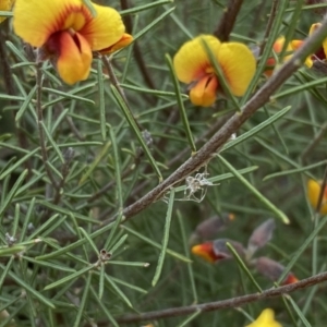 Dillwynia sp. Yetholme (P.C.Jobson 5080) NSW Herbarium at Jerrabomberra, NSW - 22 Sep 2022