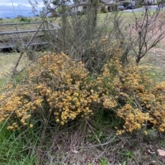 Dillwynia sp. Yetholme (P.C.Jobson 5080) NSW Herbarium at Jerrabomberra, NSW - 22 Sep 2022