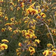 Dillwynia sp. Yetholme (P.C.Jobson 5080) NSW Herbarium at Jerrabomberra, NSW - 22 Sep 2022 12:23 PM