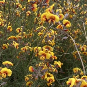 Dillwynia sp. Yetholme (P.C.Jobson 5080) NSW Herbarium at Jerrabomberra, NSW - 22 Sep 2022 12:23 PM