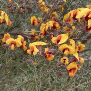 Dillwynia sp. Yetholme (P.C.Jobson 5080) NSW Herbarium at Jerrabomberra, NSW - 22 Sep 2022 12:23 PM