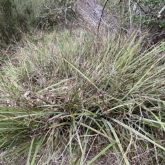 Dianella revoluta (Black-Anther Flax Lily) at Jerrabomberra, NSW - 22 Sep 2022 by SteveBorkowskis