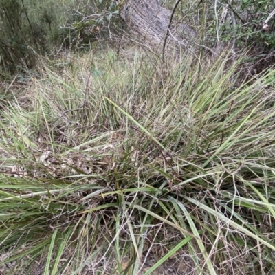 Dianella revoluta (Black-Anther Flax Lily) at Jerrabomberra, NSW - 22 Sep 2022 by SteveBorkowskis