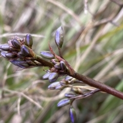 Dianella revoluta at Jerrabomberra, NSW - 22 Sep 2022