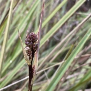 Dianella revoluta at Jerrabomberra, NSW - 22 Sep 2022