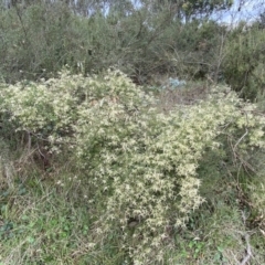 Clematis leptophylla at Jerrabomberra, NSW - 22 Sep 2022 12:19 PM