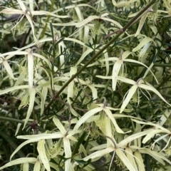 Clematis leptophylla at Jerrabomberra, NSW - 22 Sep 2022 12:19 PM