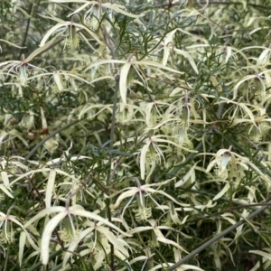 Clematis leptophylla at Jerrabomberra, NSW - 22 Sep 2022