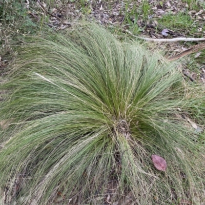 Nassella trichotoma (Serrated Tussock) at Jerrabomberra, NSW - 22 Sep 2022 by Steve_Bok