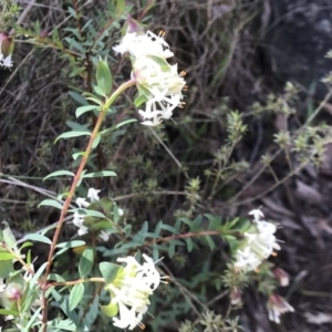 Pimelea linifolia subsp. linifolia at Campbell, ACT - 2 Sep 2022