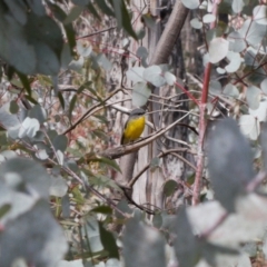 Eopsaltria australis (Eastern Yellow Robin) at Tennent, ACT - 27 Aug 2022 by RAllen