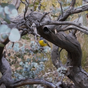 Eopsaltria australis at Tennent, ACT - 27 Aug 2022