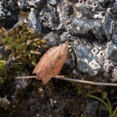 Epiphyas postvittana (Light Brown Apple Moth) at Tennent, ACT - 27 Aug 2022 by RAllen