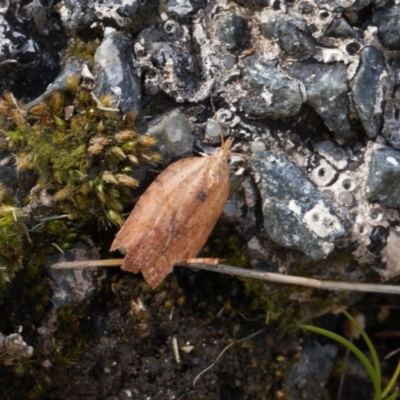 Epiphyas postvittana (Light Brown Apple Moth) at Tennent, ACT - 27 Aug 2022 by RAllen