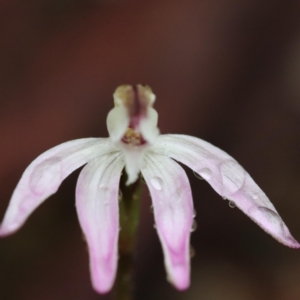 Caladenia fuscata at Aranda, ACT - suppressed