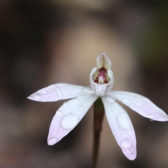 Caladenia fuscata at Aranda, ACT - suppressed