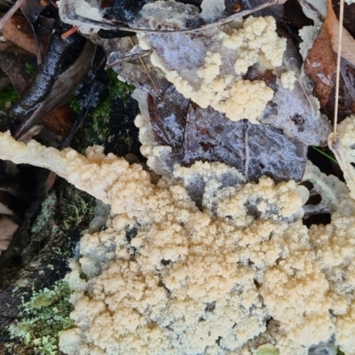 Leocarpus fragilis at Mount Jerrabomberra - 22 Sep 2022 by roachie