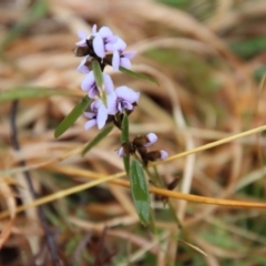 Hovea heterophylla (Common Hovea) at Mongarlowe, NSW - 22 Sep 2022 by LisaH