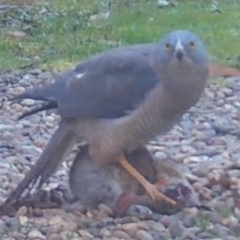 Tachyspiza cirrocephala (Collared Sparrowhawk) at Mongarlowe, NSW - 19 Sep 2022 by LisaH