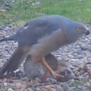 Accipiter cirrocephalus at Mongarlowe, NSW - 19 Sep 2022