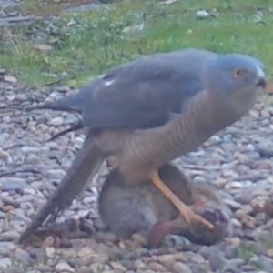 Accipiter cirrocephalus at Mongarlowe, NSW - 19 Sep 2022