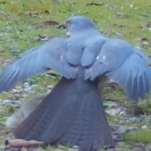 Accipiter cirrocephalus at Mongarlowe, NSW - 19 Sep 2022