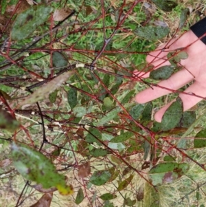 Eucalyptus melliodora at Bungendore, NSW - 22 Sep 2022