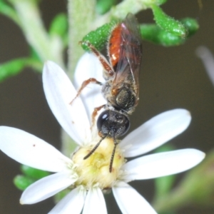 Lasioglossum (Homalictus) punctatum at Cook, ACT - 21 Sep 2022 02:27 PM