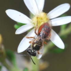 Lasioglossum (Homalictus) punctatum at Cook, ACT - 21 Sep 2022 02:27 PM