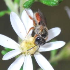 Lasioglossum (Homalictus) punctatum at Cook, ACT - 21 Sep 2022 02:27 PM