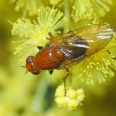 Sapromyza sp. (genus) (A lauxaniid fly) at Aranda Bushland - 21 Sep 2022 by Harrisi