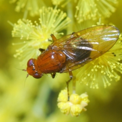 Sapromyza sp. (genus) (A lauxaniid fly) at Aranda, ACT - 21 Sep 2022 by Harrisi
